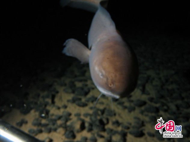 大型生物观测与诱捕系统上深海相机拍摄的海底生物