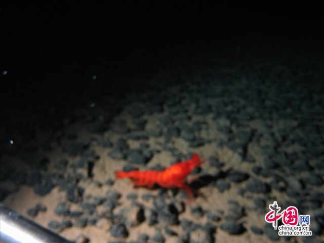 大型生物观测与诱捕系统上深海相机拍摄的海底生物